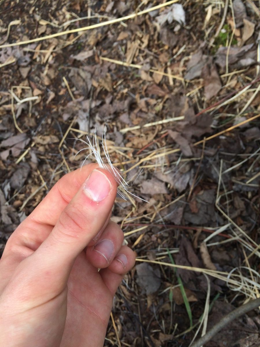 A Swamp Buck Bed with Deer Hair In It