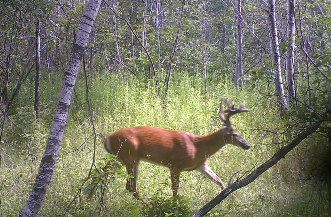 How To Place Trail Cameras For Mature Bucks