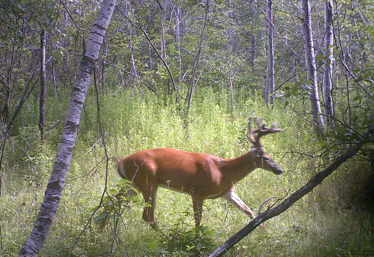 How To Place Trail Cameras For Mature Bucks
