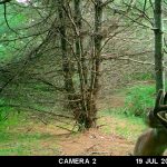 Trail Camera Placement In Bedding Areas