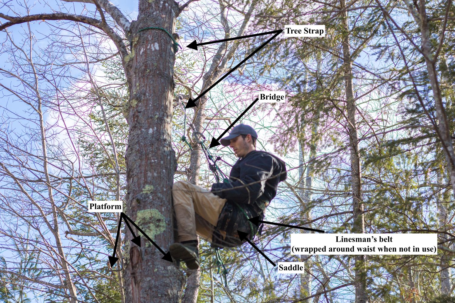 Tree Saddle Hunting For Beginners | Parts of a Tree Saddle - Tree Saddle Diagram