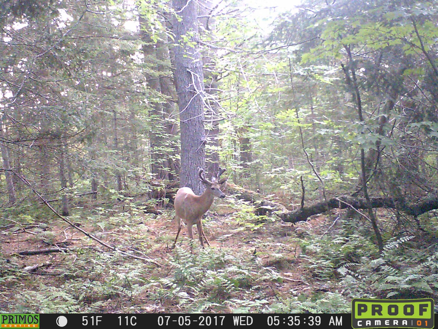 how to scout deer in July using trail cameras