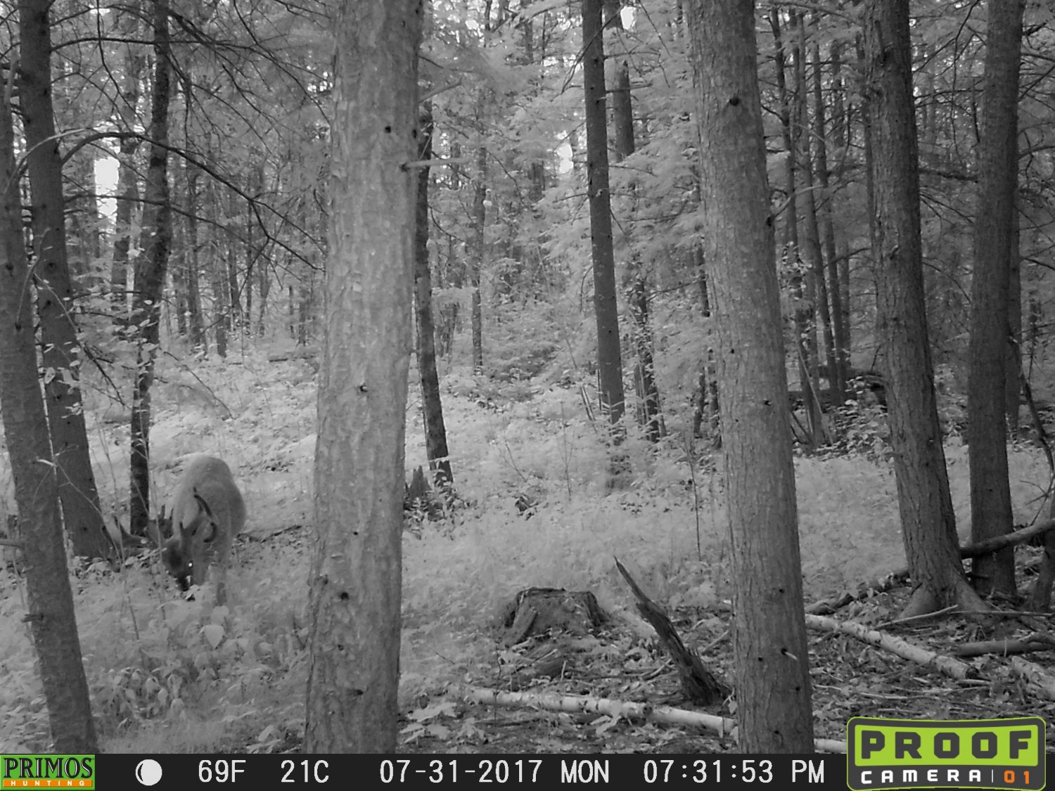 how to scout deer in July with trail cameras