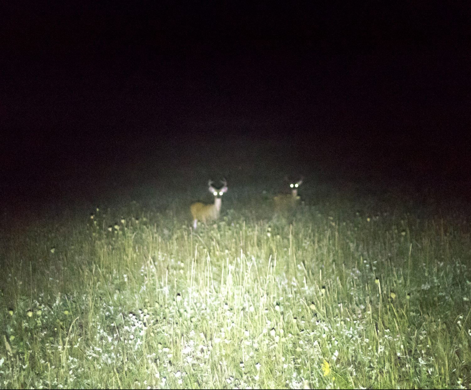 how to scout deer in July by shining at night