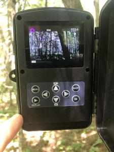 how to scout deer in July using trail cameras