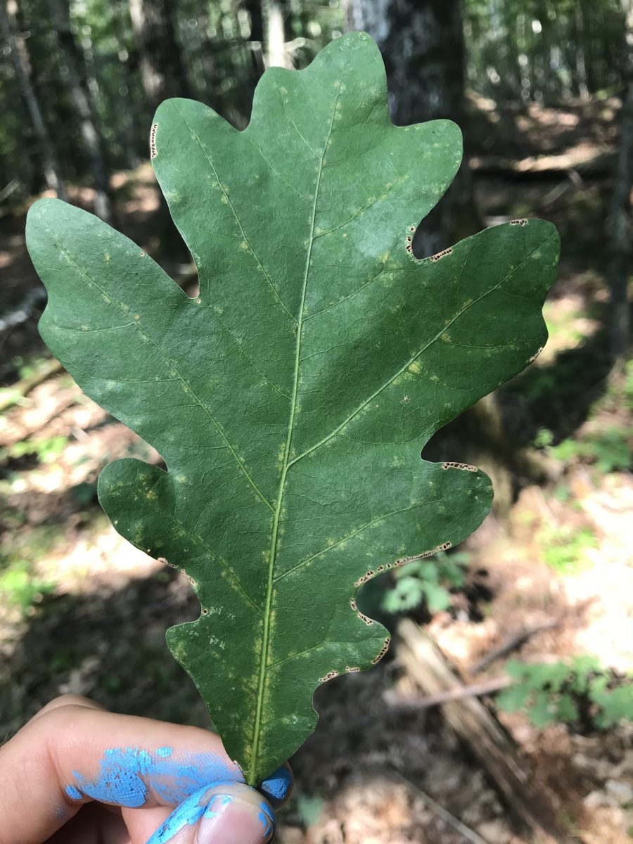 White Oak Leaf - Plants Deer Hunters Should Know
