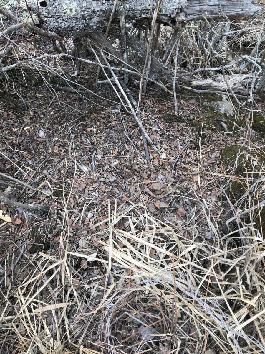 A buck bed on a hummock in a swamp