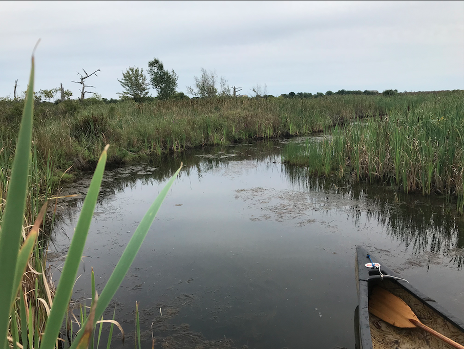 Getting back into dense, isolated cover is a great way to find trophy bucks. Using a canoe to get there is a great tactic.