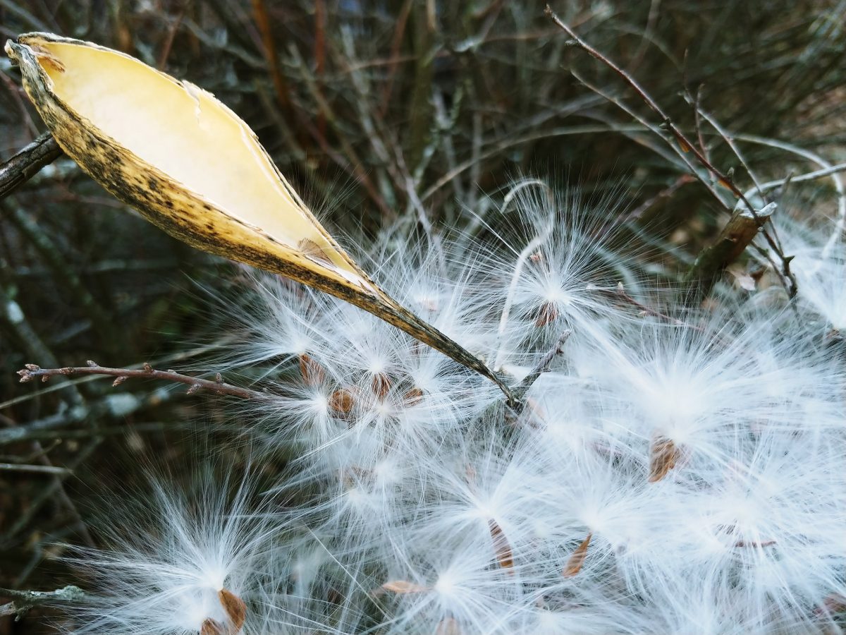 How to Hunt Deer | Scent Control - Milkweed seeds also known as silk or milkweed parachutes