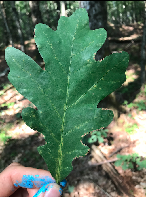 white oak leaf