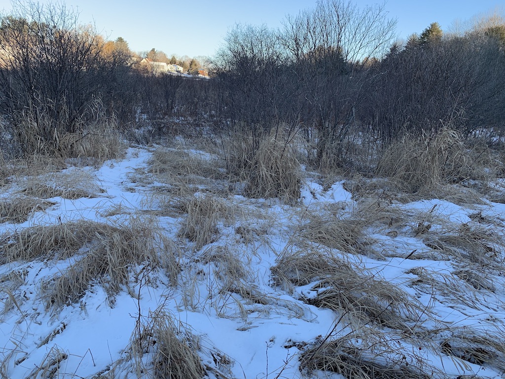 hold deer on small property with switchgrass and winterberry
