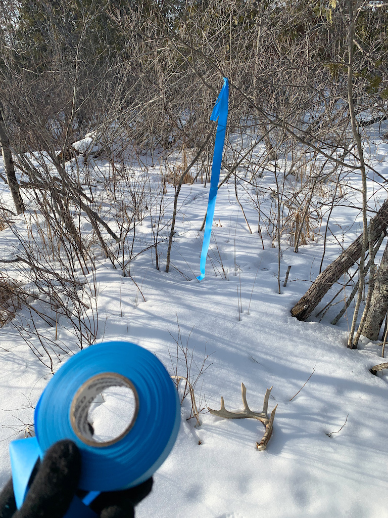 I like to bring surveyor flagging with me when I'm shed hunting. This way I can mark the locations of sheds that I've found and can refer back to the area if needed.