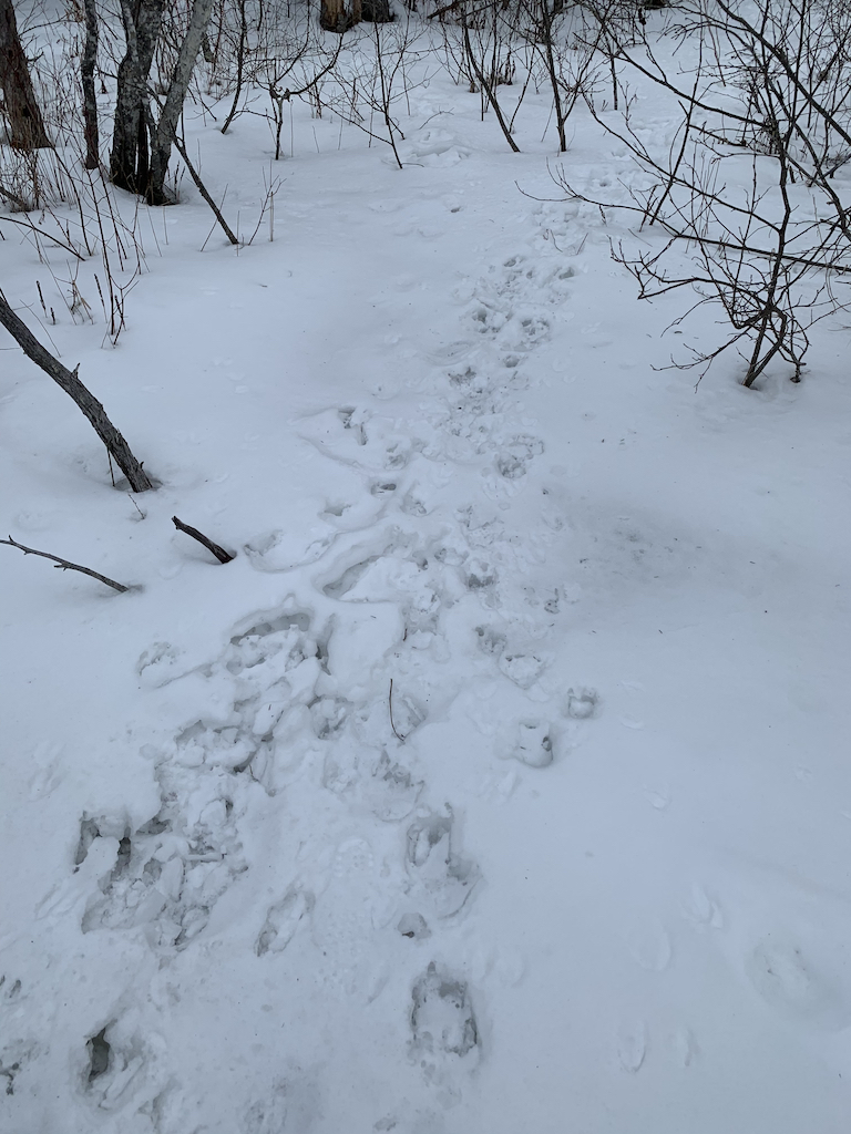 Highly traveled corridors are also great places for shed hunting. You can see old and new tracks on the travel corridor.