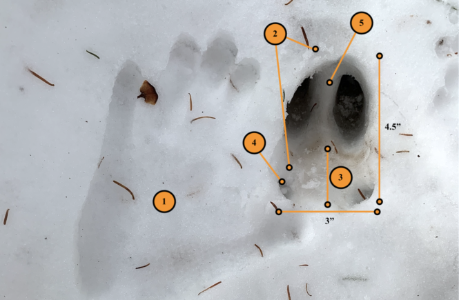 How to Track Big Bucks on Snow - Judging and Reading Deer Tracks