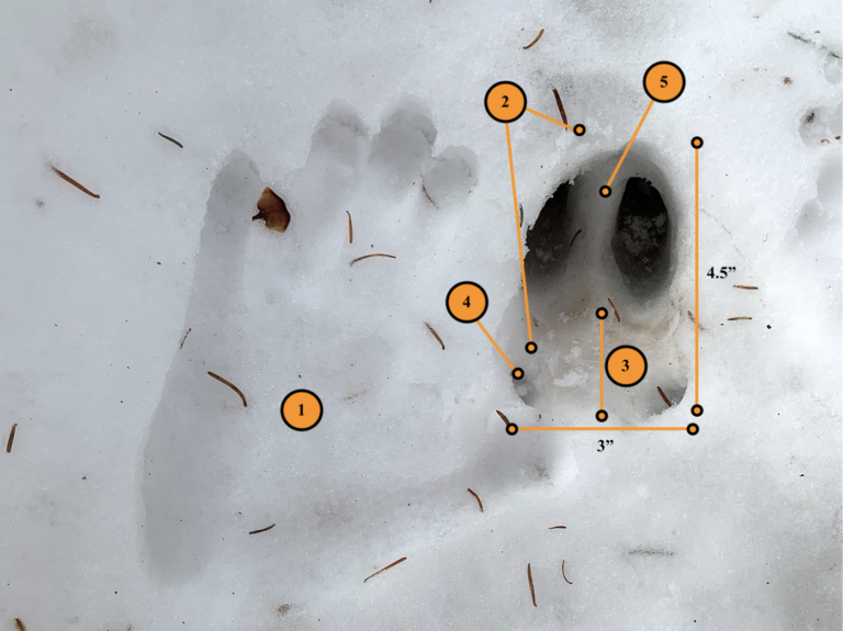 How to Track Big Woods Bucks in Snow – The Art of Reading Deer Tracks