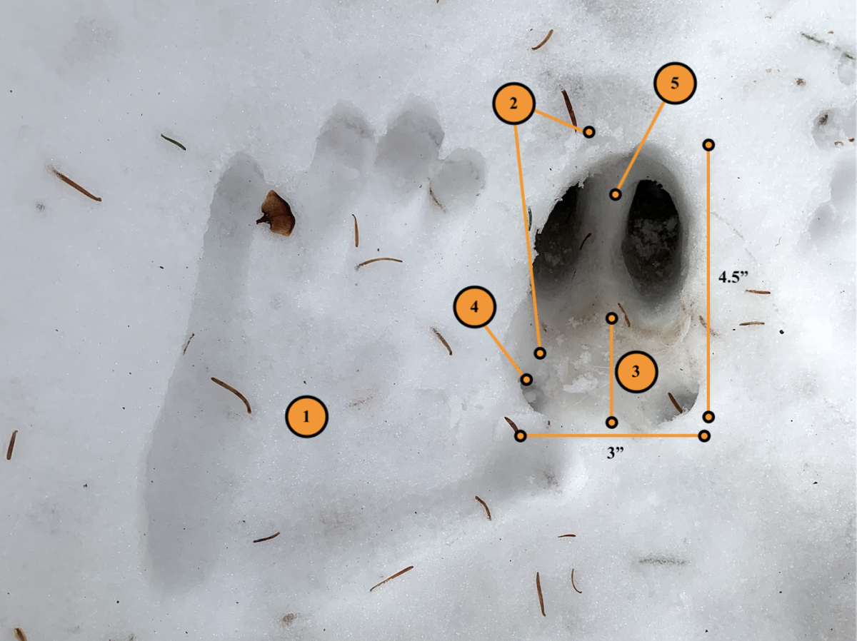 How to Track Big Bucks on Snow - Judging and Reading Deer Tracks