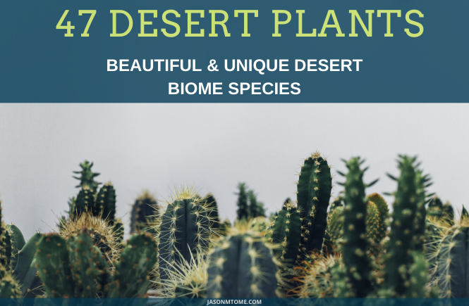 Desert Plants | Beautiful & Unique Desert Biome Species with Photos