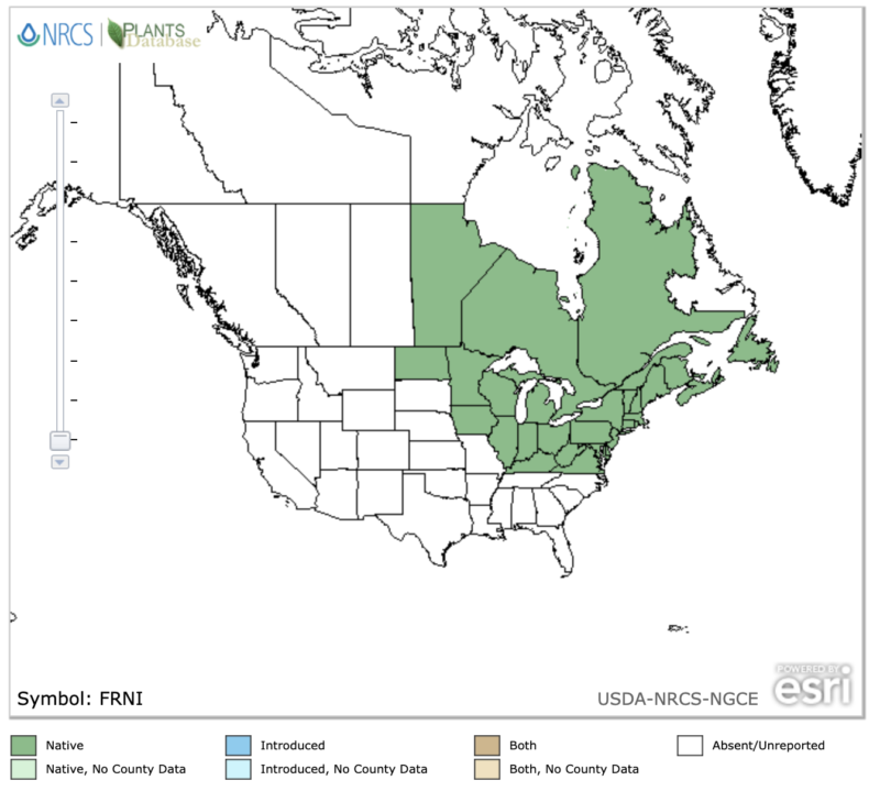 Black Ash (Fraxinus nigra) Species Distribution Range Map