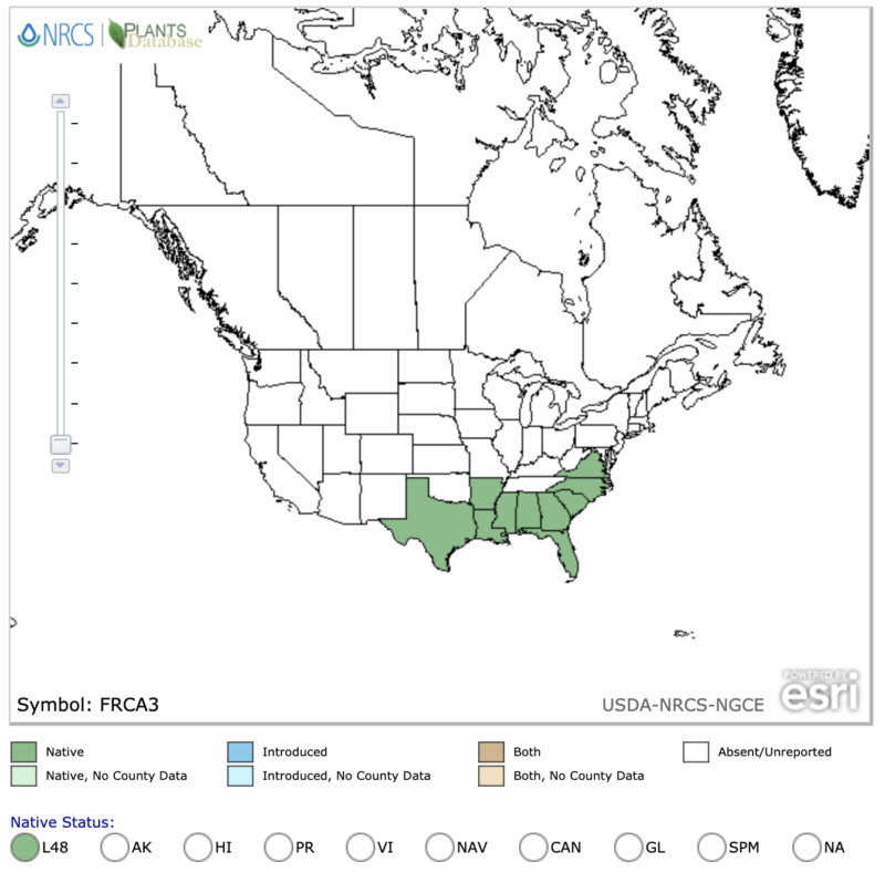 Carolina Ash Distribution Range Map