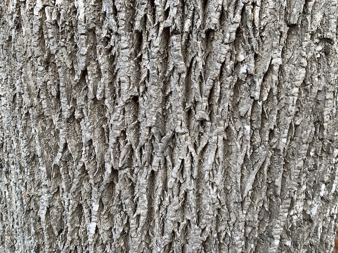 White Ash Tree Bark