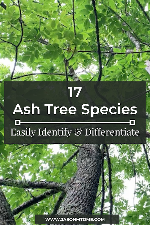 17 Species of Ash Trees | How To Identify and Differentiate Ash Trees