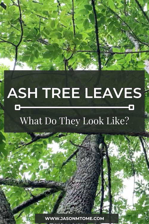 Ash Tree Leaves | What Do They look Like? 2