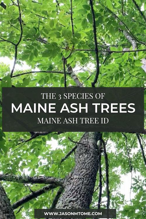 Maine Ash Tree Identification | Ash Trees of Maine 2