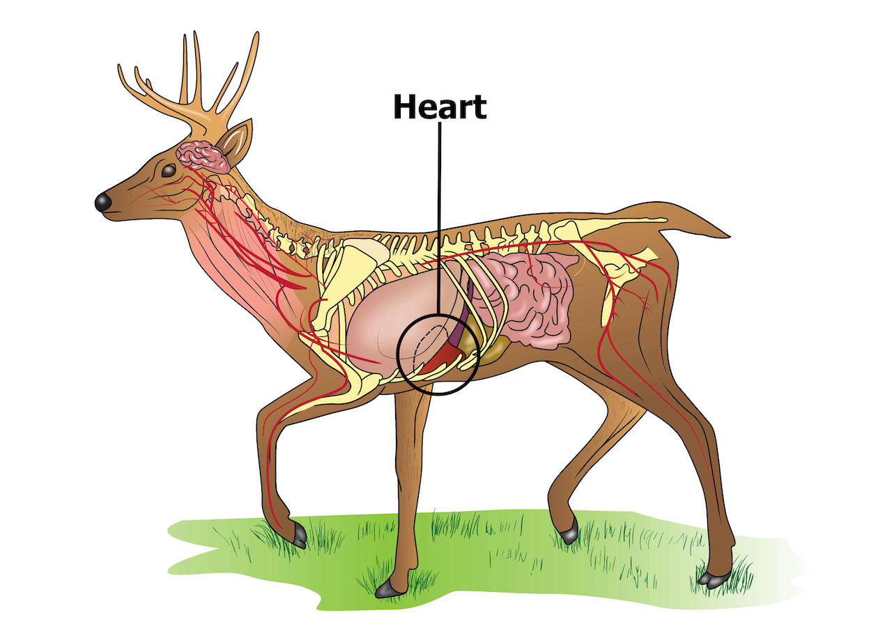Deer Anatomy Diagram Showing The Heart Location
