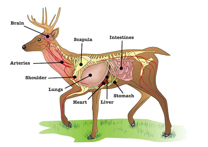 Deer Anatomy Diagram | Where to Shoot a Deer and Deer Recovery Decisions