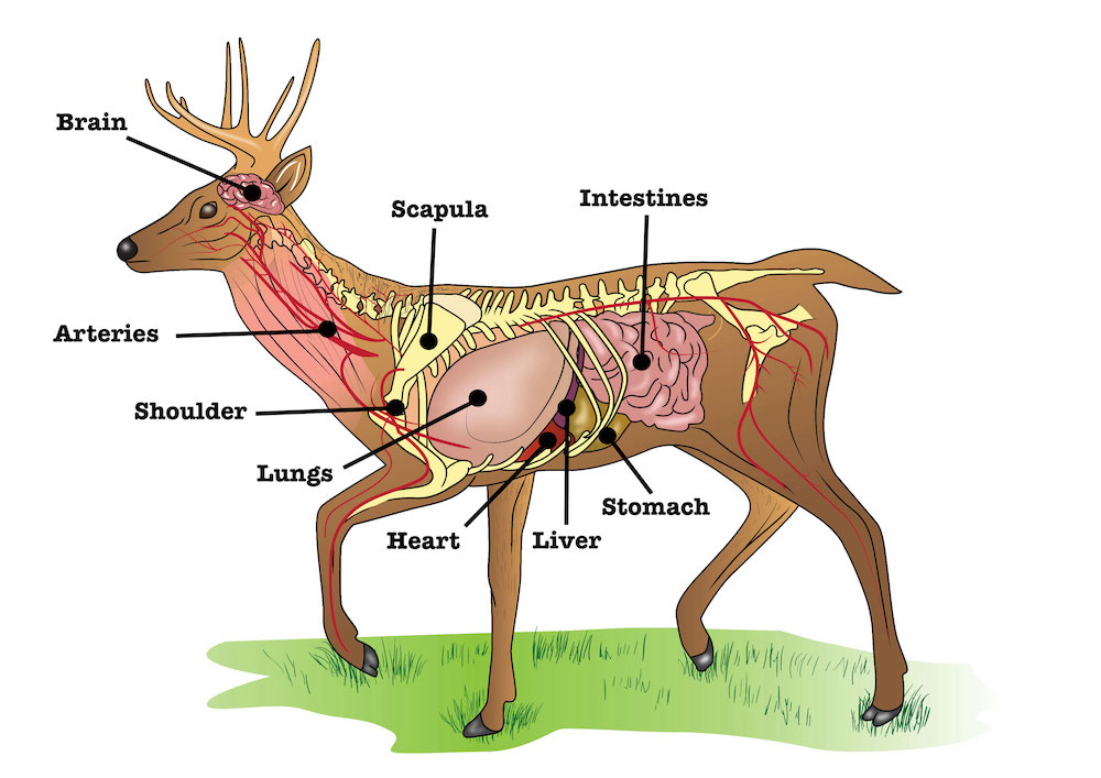 Deer Anatomy Diagram For Best Shot Placement on Deer