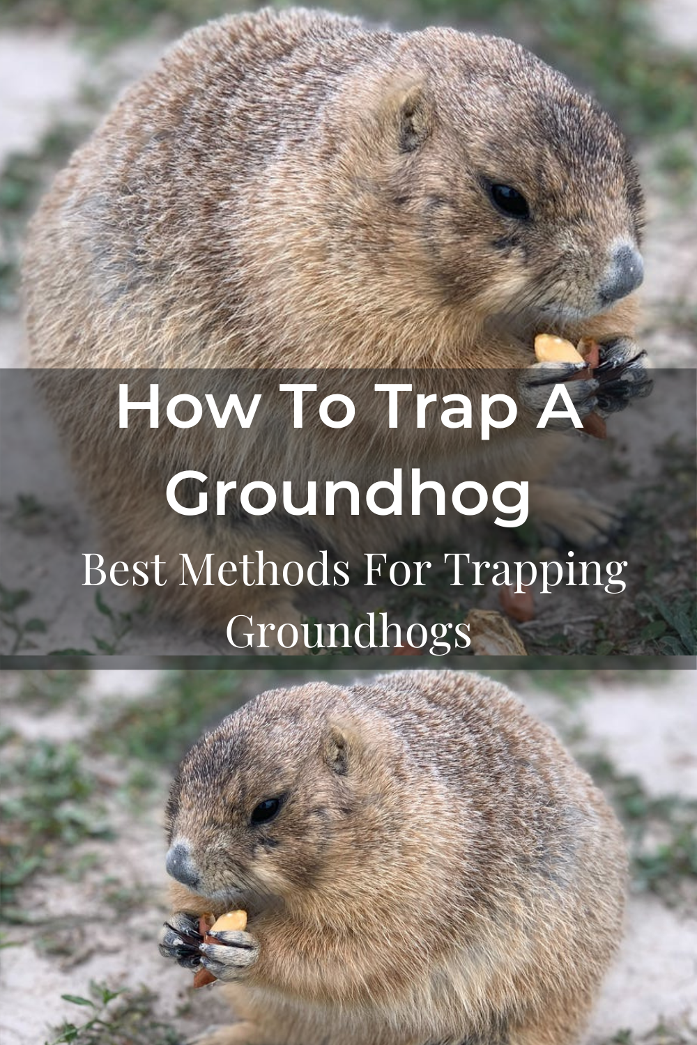 How To Trap A Groundhog Easily | Best Methods For Trapping Groundhogs