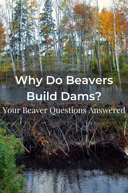 Why Do Beavers Build Dams? Your Beaver Questions Answered