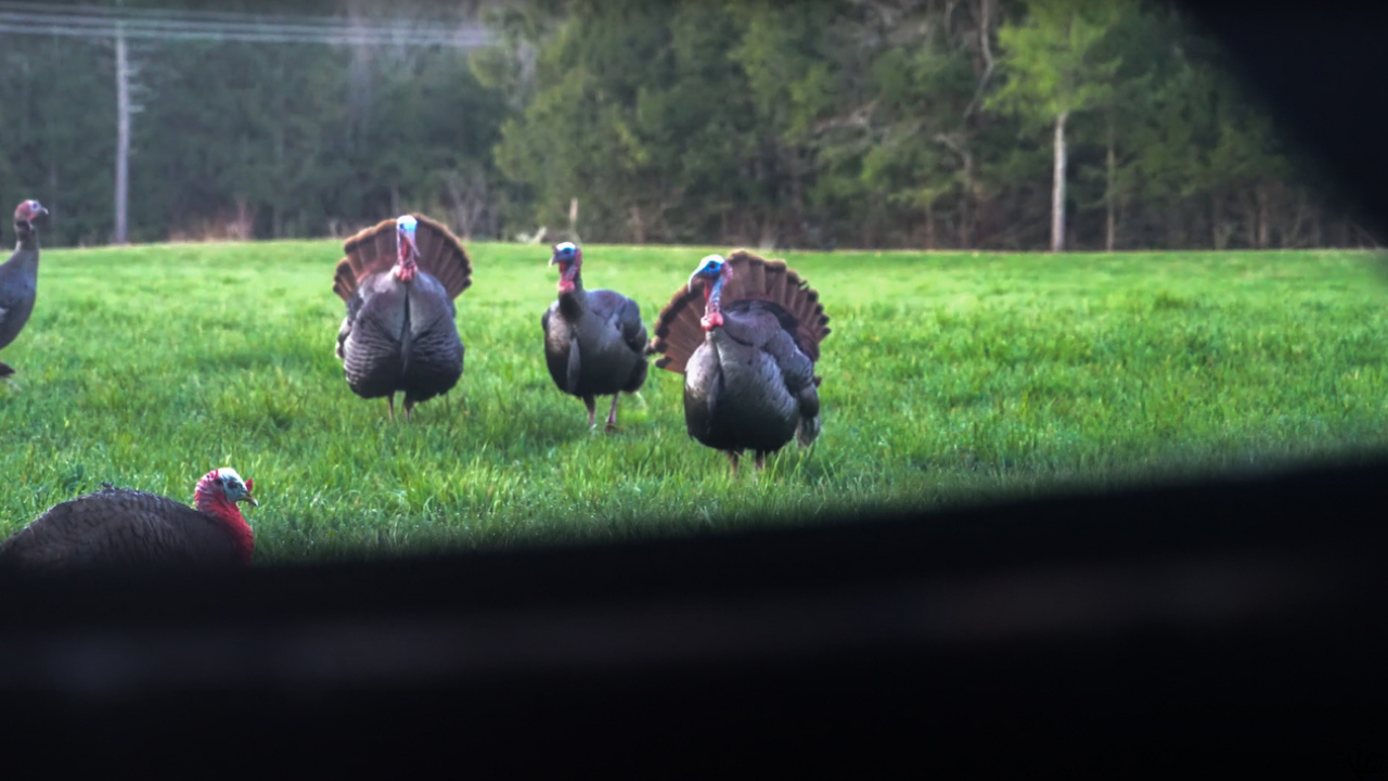 Maine Turkey Hunting Tips