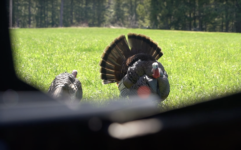 Turkey Hunting Tips For Beginners - Let Them Get Closer Than You'd Think
