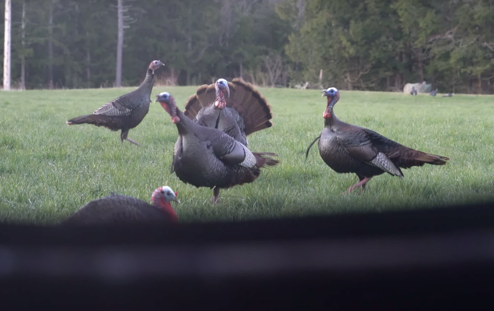 Turkey Hunting Tips for Beginners - A jake turkey with a hen decoy will make toms angry