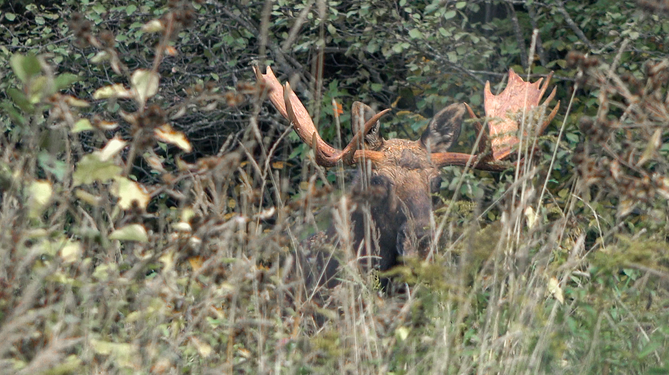 Big Maine Bull Moose During The Rut