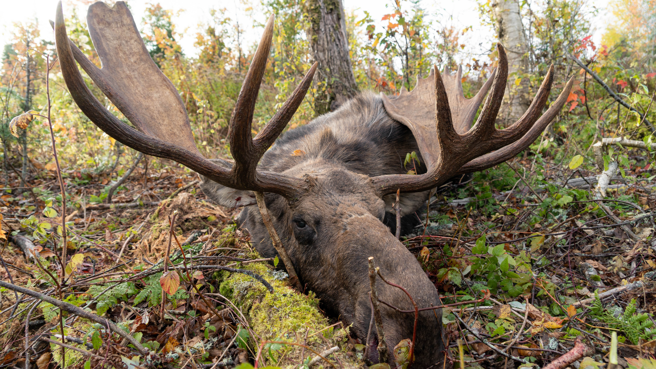 How To Hunt Maine Moose During The Rut | Tips For Finding Big Maine Bulls
