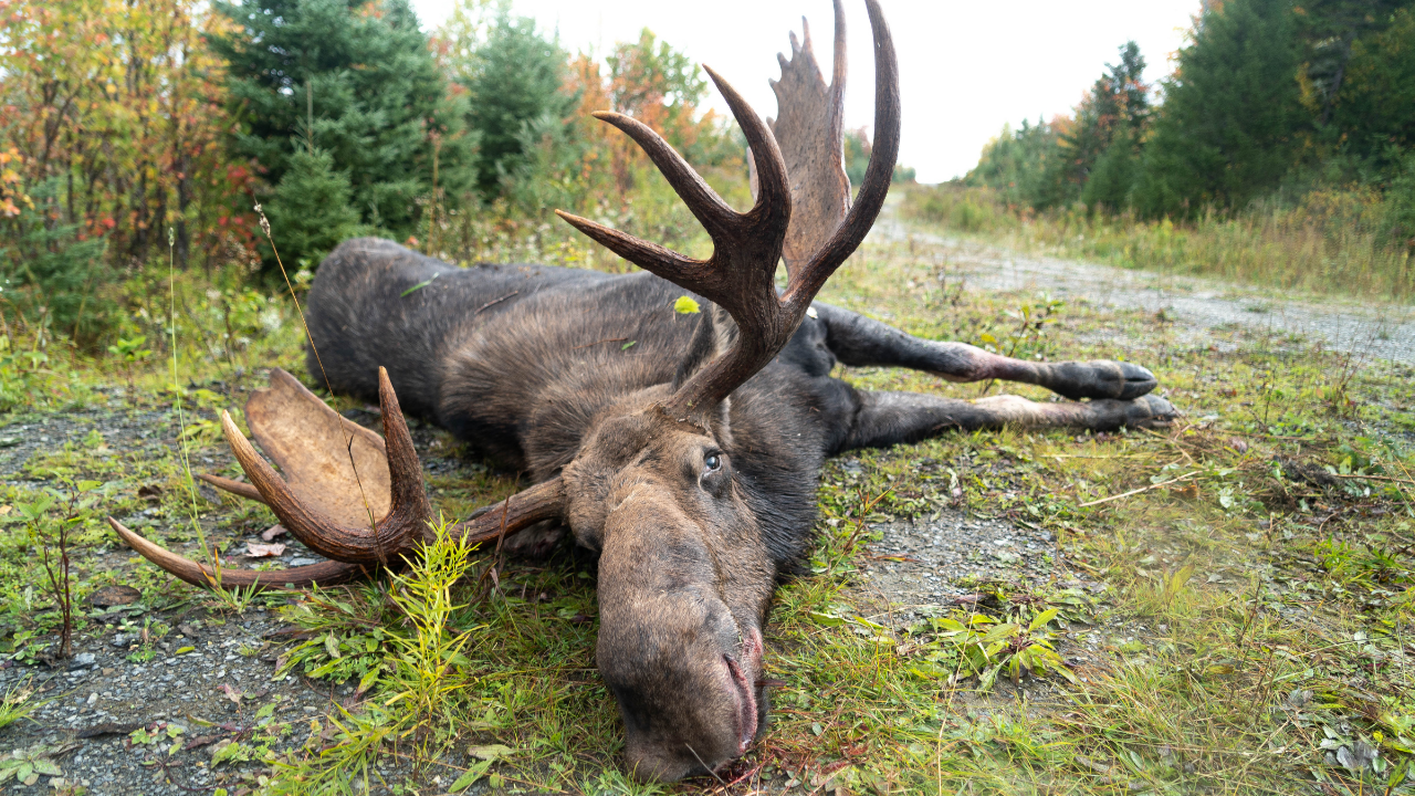 How To Hunt Maine Moose Rut - Finding Bulls In Maine