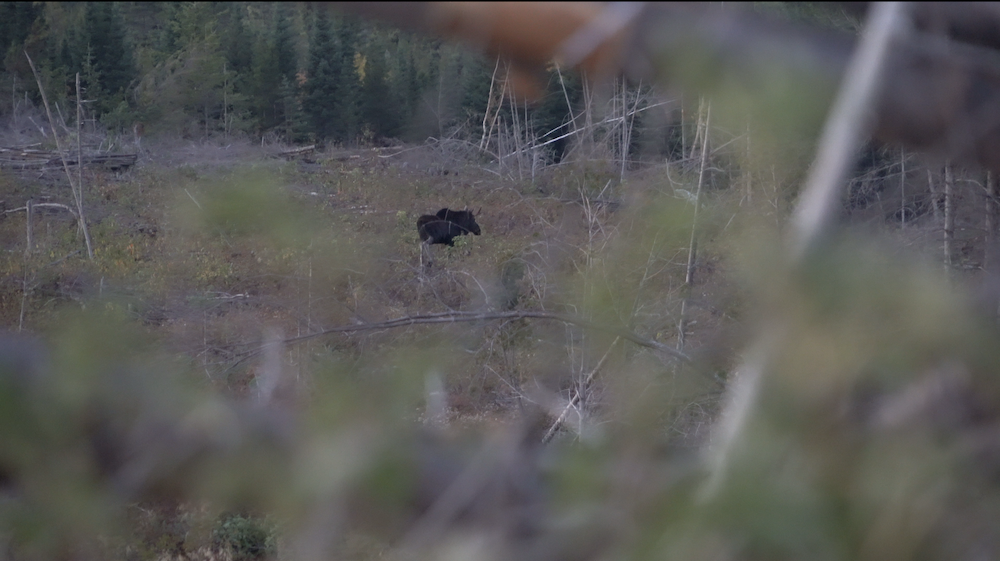 Maine Bull Moose In Recent Cut - Aspen Regeneration