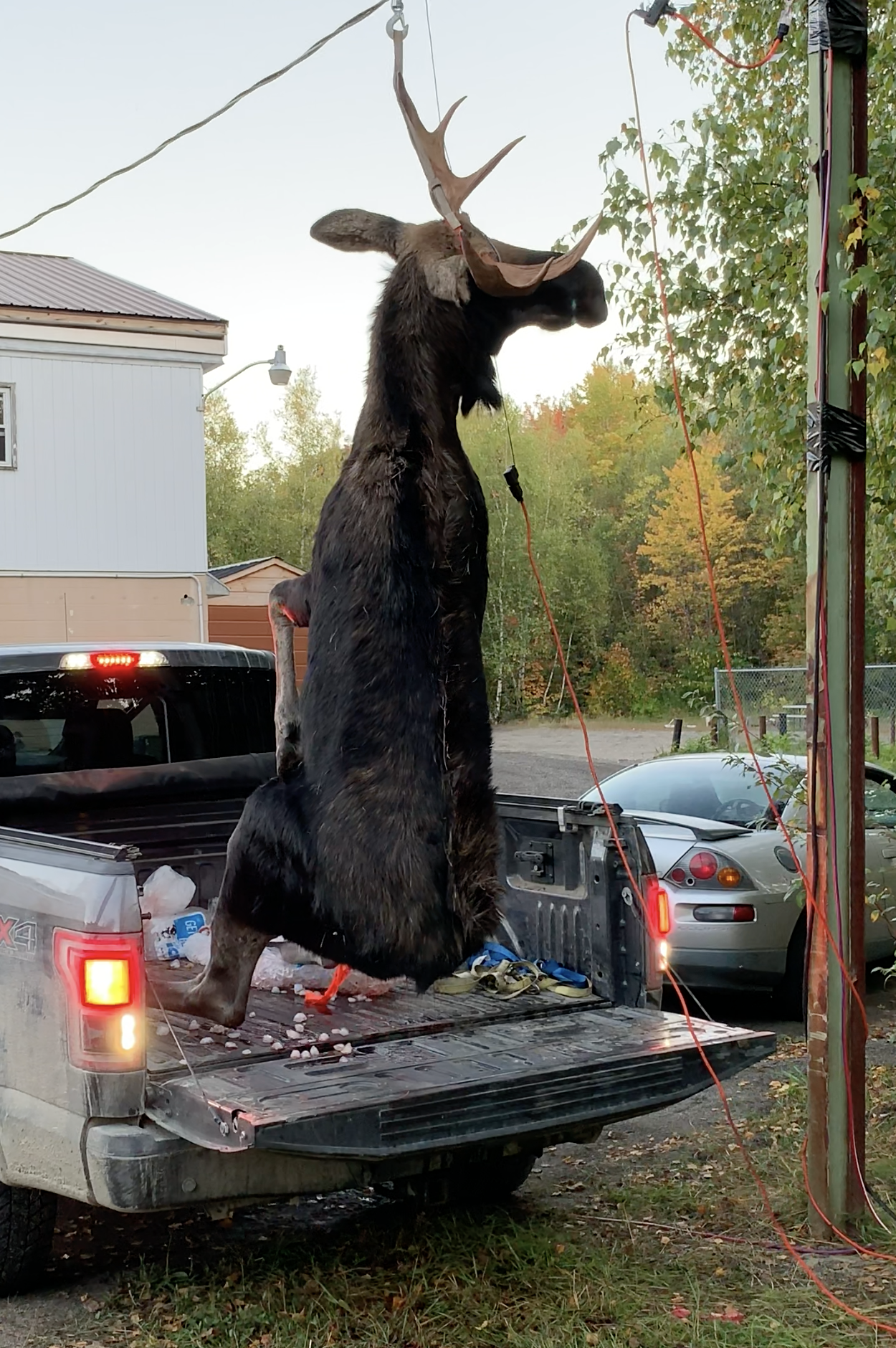 Tagging and Weighing Maine Bull Moose After Successful Hunt During The Rut