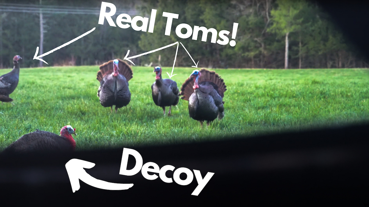Turkey Hunting Decoy Setups | Positioning Turkey Decoys