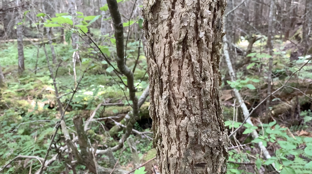 Black Ash Often – But Not Always Has Punky Bark. A Defining Feature If You See It