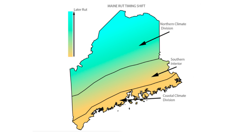 When Is The Whitetail Rut In Maine? Detailed Explanation And Rut Dates