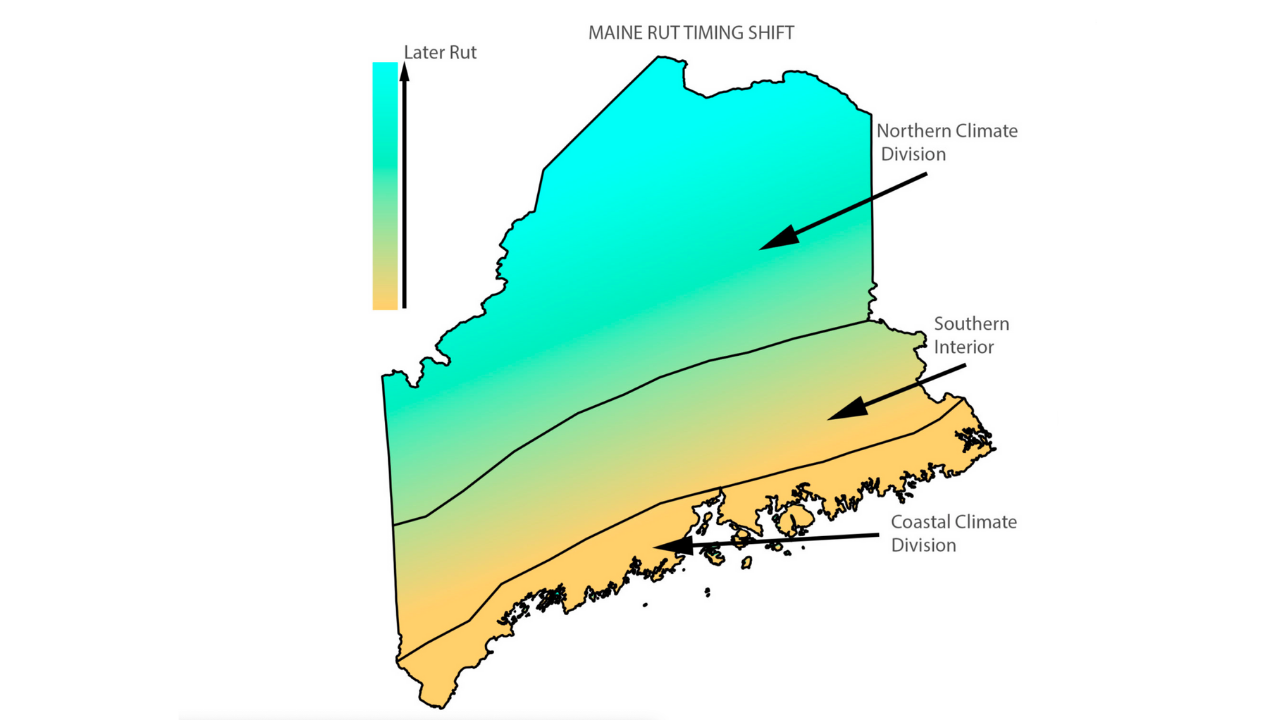 Whitetail Deer Rut Dates In Maine
