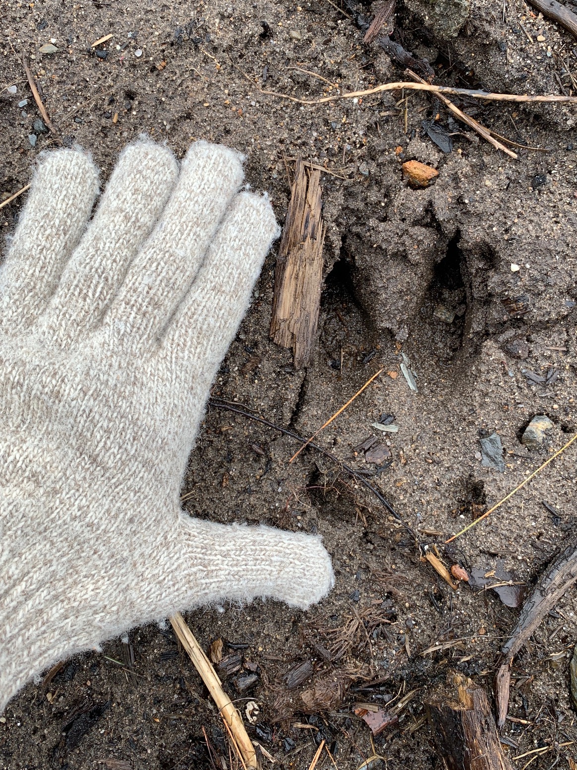 Big Buck Track In Mud with splayed toes and dew claws