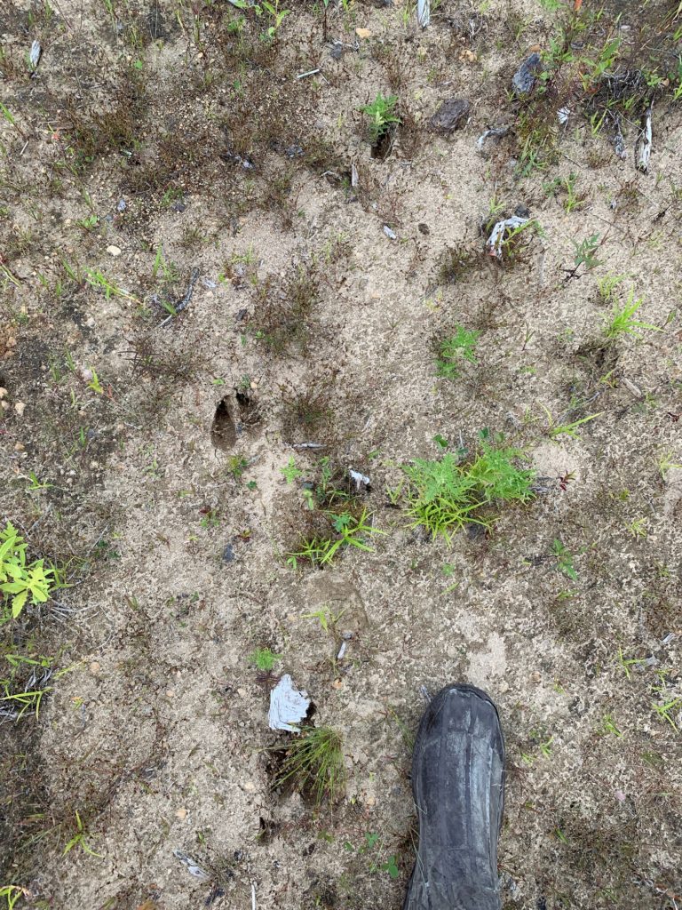 Big Buck Tracks What Do They Look Like? (With Photos) Buck Track ID