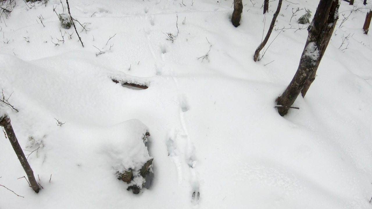 Do Deer Drag their Feet In Snow | Tracking Deer In Snow