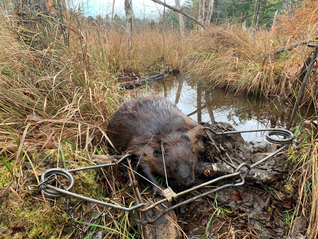 Trapping Beavers with #330 Conibear Trap