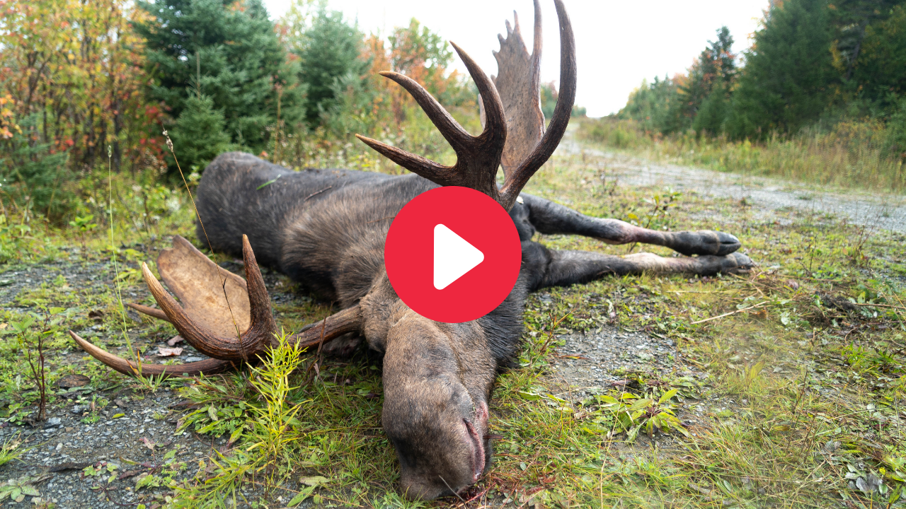 Maine Moose Hunting Video | Hunting Maine Moose Rut. Big Maine Bull Moose