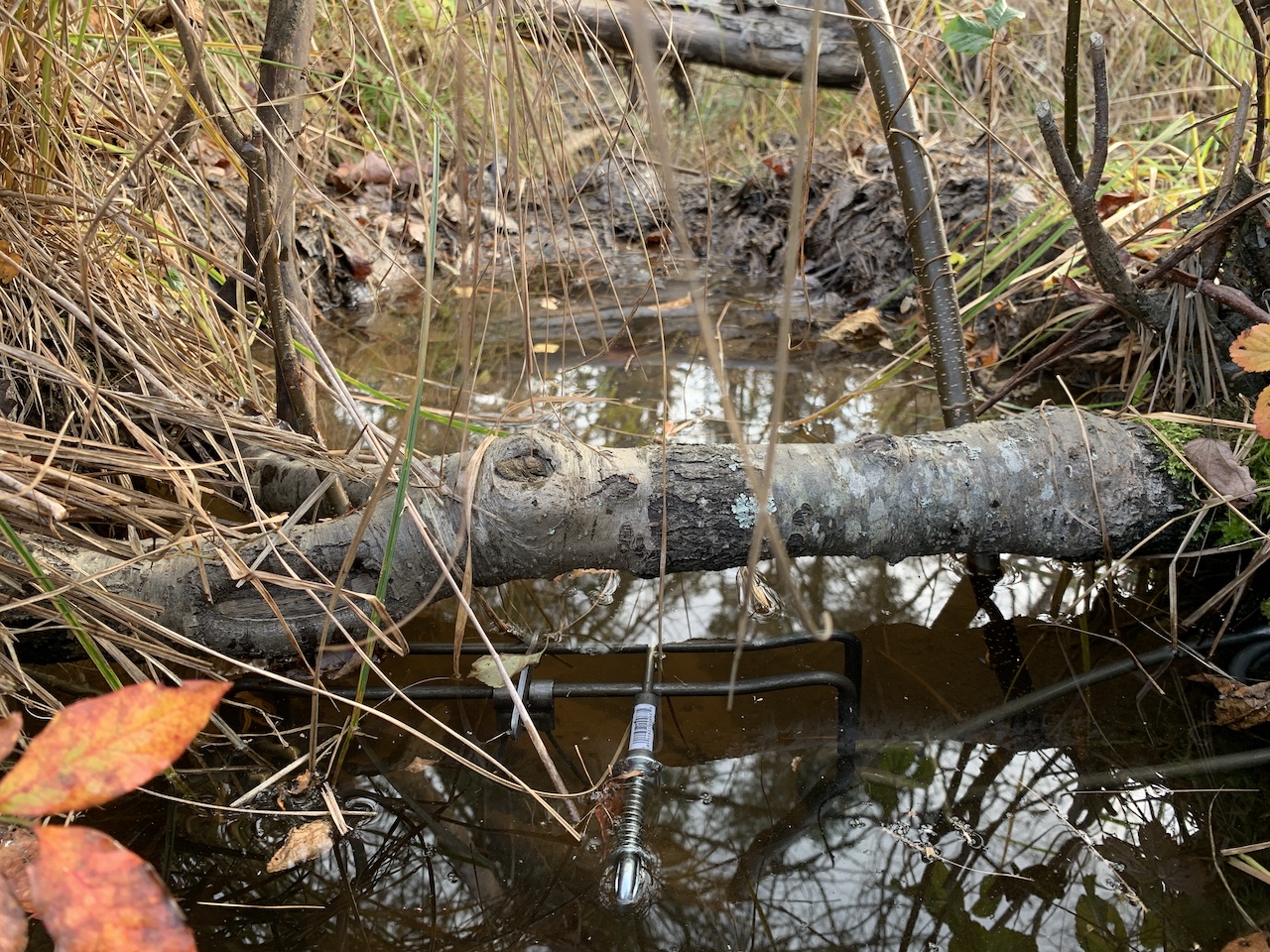 Conibear #330 Trap Set For Trapping Beavers